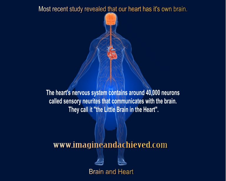 Herat and Brain I and A