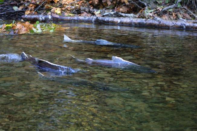 Chinook salmon