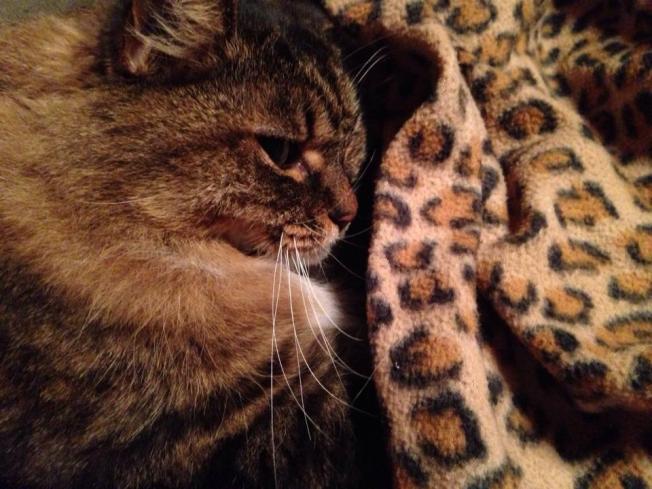 Bandito at 16 years old