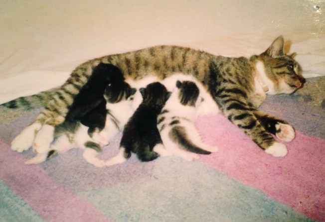 Oscar and kittens