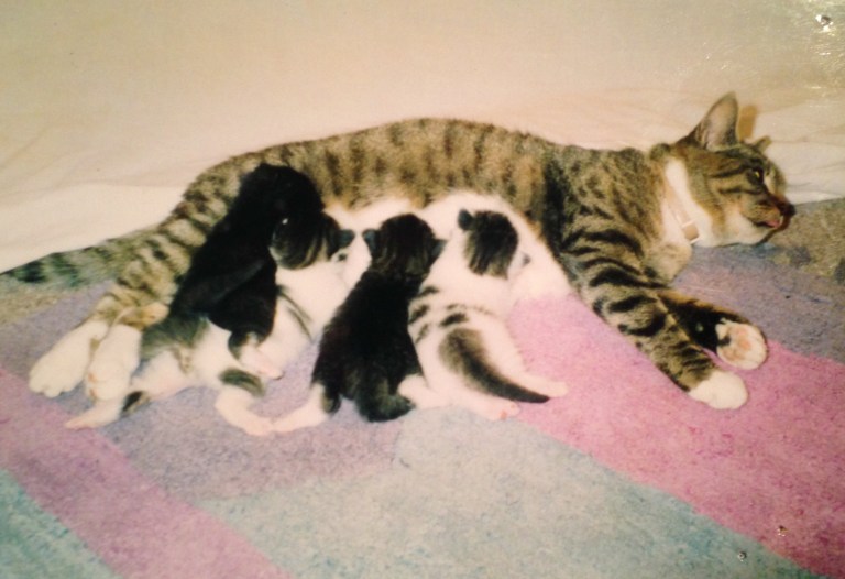 Oscar and kittens