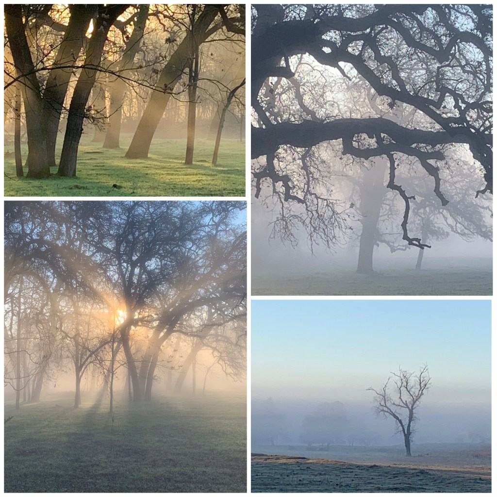 Notice the Little Things:&nbsp;Trees