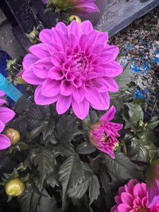 Bright purple hued dahlia