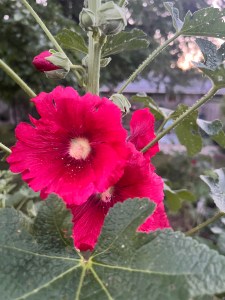 Vivid fushcia hollyhock blooms
