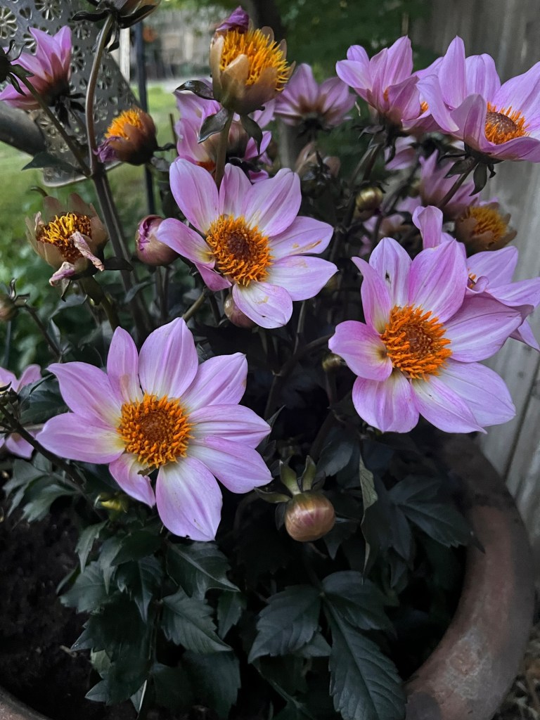 Stunning lavender dahlia blooms with yellow centers and purplish foliage