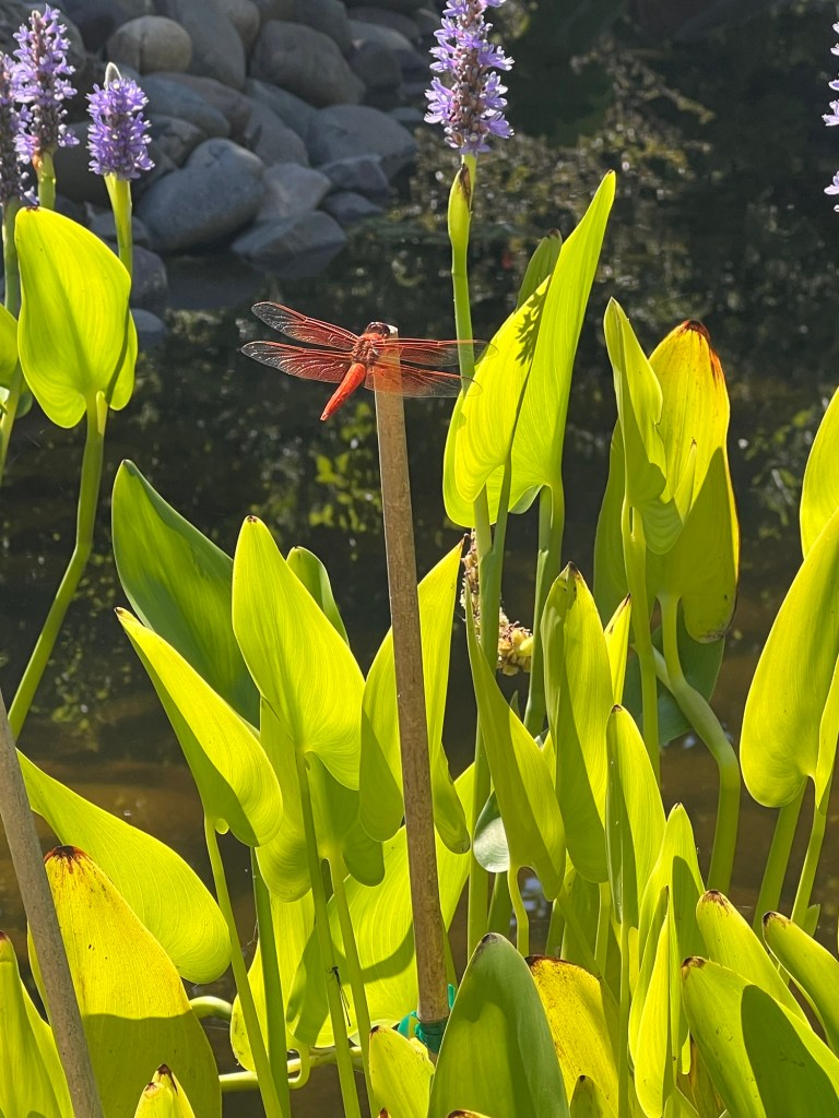 Vivid orange dragonfly perched on stick in pond