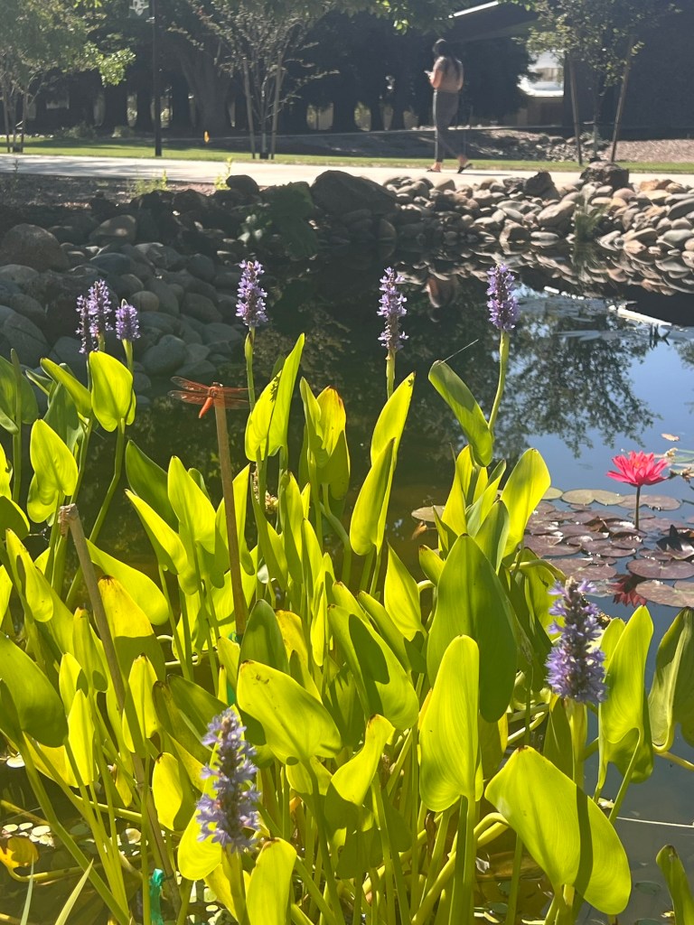 View of pond with plants protruding from it. 
