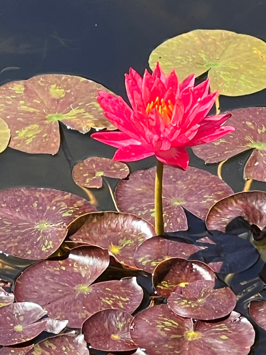 A Simple, Tranquil Moment of Wonder and&nbsp;Awe