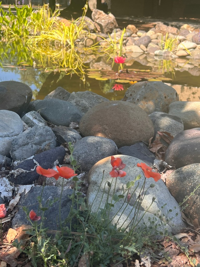 Rocky shore of pond and an orange flower in foreground and pond with water lily showing in background. 