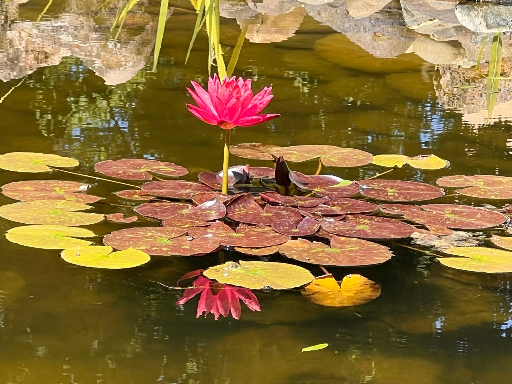 Vivid pink water lily and lilypads with upside down reflection of water lily appearing in pond water.