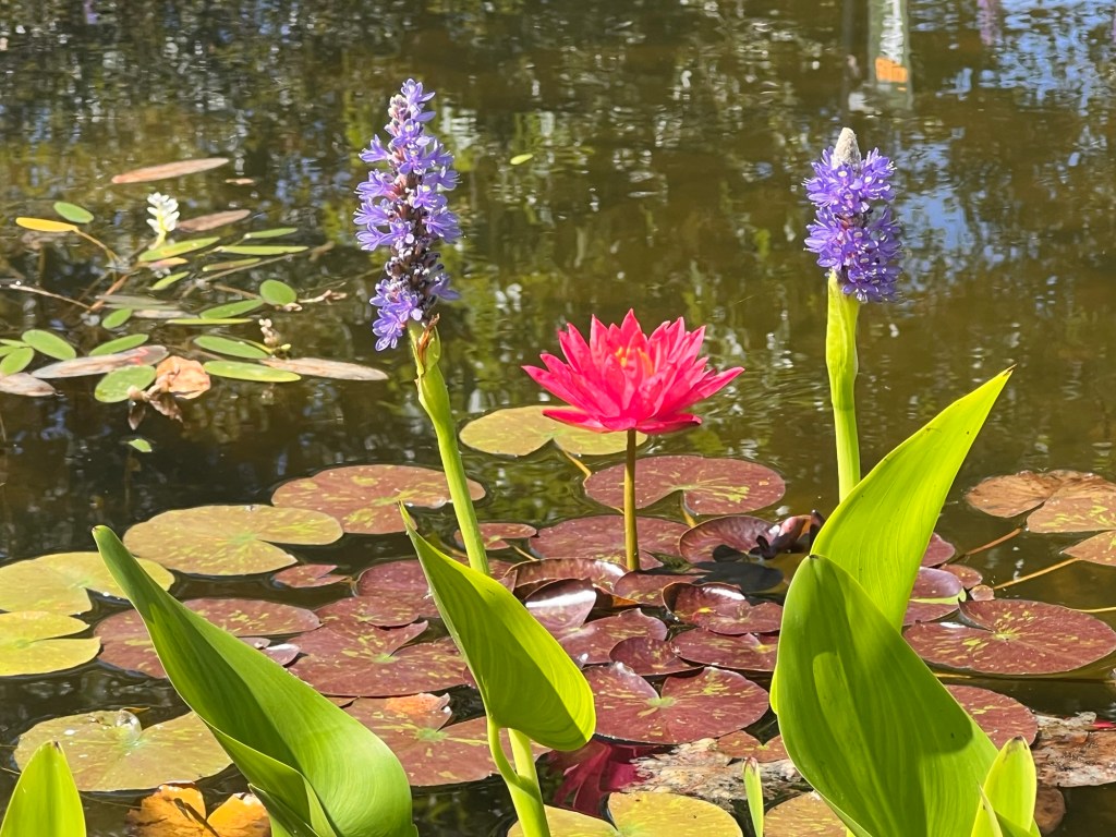 Vivid pink water lily in pond flanked by two long stemmed purple flowers.